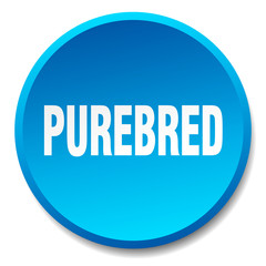 purebred blue round flat isolated push button