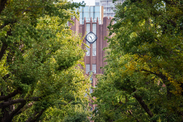 Tokyo University main building clock tower green maple leaves trees