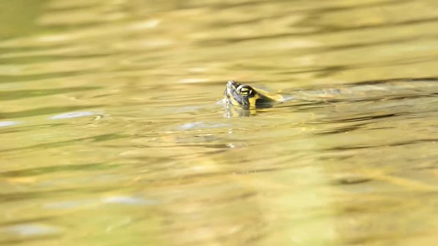 amerikanische Schmuckschildkröte in deutschem Teich