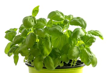 Basilikumpflanzen in Pflanztopf