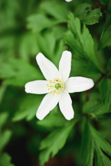 white spring forest flower