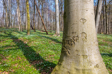 Buchenwald im Frühling