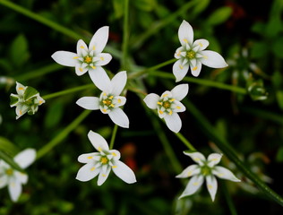 アリウム・コワニー