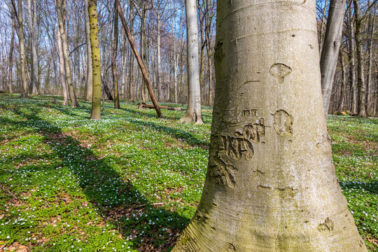 Buchenwald im Fr&uuml;hling