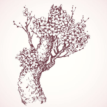 Spring Flowering Tree. Vector Drawing