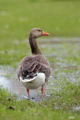 Greylag Goose, goose