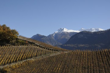 Flanthey, Valais, Suisse, vignoble
