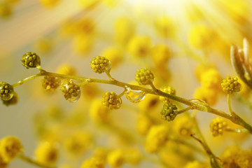 The mimosa with the raindrops under the sunshine