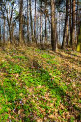 Fototapeta premium spring forest with sun rays