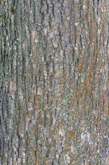 Obraz premium Bark of old tree