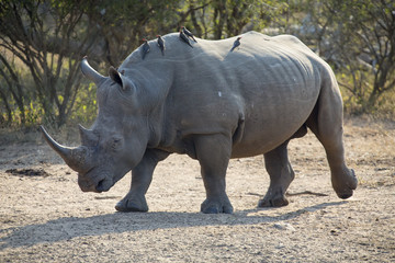 Fototapeta premium Lone rhino walking on open area looking for safety from poachers