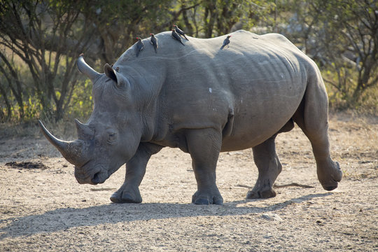 Lone rhino walking on open area looking for safety from poachers