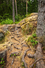 Stone hill and roots of trees in forest