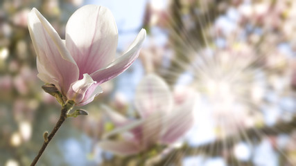 Magnolienblüte im Sonnensschein