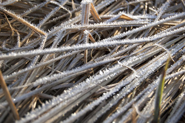 Wallpaper Icy dew on Straw