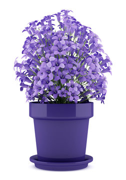Fototapeta purple flowers in pot isolated on white background. 3d illustrat