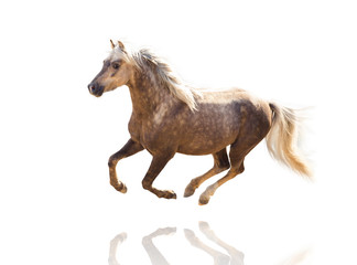 Obraz na płótnie Canvas isolate of a yellow horse run on the white background