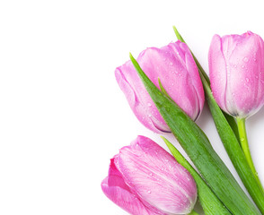 Fototapeta premium Fresh pink tulip flowers bouquet