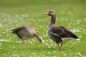 Greylag Goose, goose