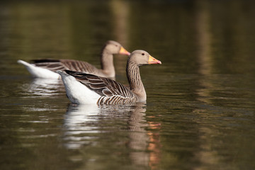 Fototapeta premium Greylag Goose, goose
