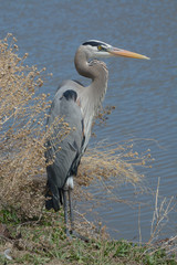 Great Blue heron by side of lake watching for signs of fish