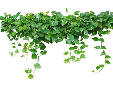 Heart shaped leaves vine, devil's ivy, golden pothos, isolated on white background, clipping path included.