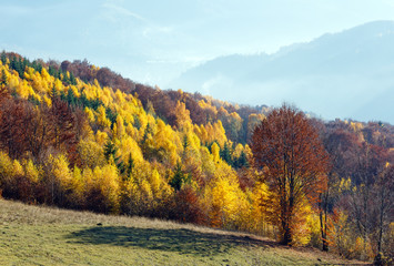 Naklejka premium Golden autumn in mountain.