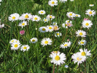Fototapeta premium White daisy flowers on green background . Tuscany, Italy