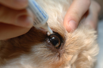 Ophtalmologie vétérinaire, il est possible de traiter et ainsi préserver les yeux des animaux...