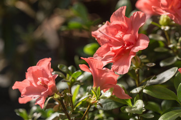 azalea blossoms close up