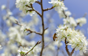Bee on a flower of the white cherry blossoms.