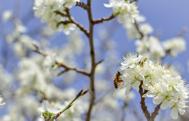 Fototapeta premium Bee on a flower of the white cherry blossoms.
