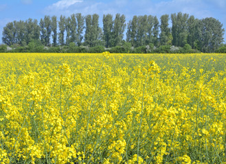 Obraz premium Frühling im Monheimer Rheinbogen am Niederrhein nahe Düsseldorf,NRW,Deutschland