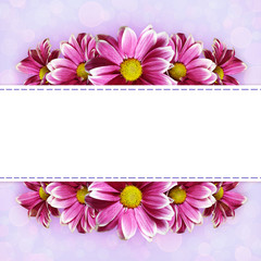 Pink aster flowers background and a frame