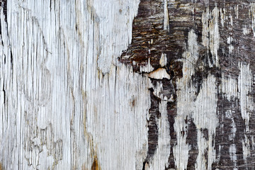 Wood Background Texture