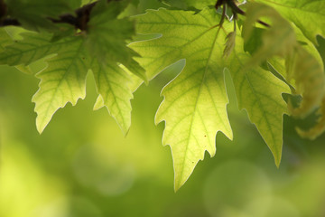 sunlit leaves of sycamore on blurred background