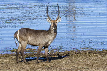 Huge male waterbuck standing on the shore of lake