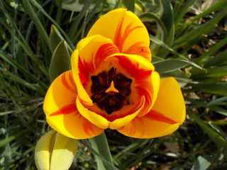 tulipe