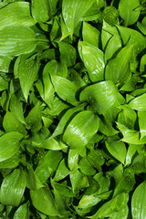 Leaves with drops of water