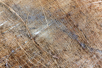 bark the petiole dry bract or old leaf coconut