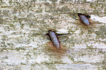 Rusty nails in the old tree trunk