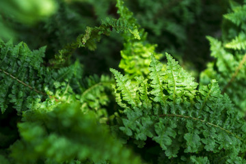 Fern
