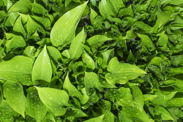 Leaves with drops of water