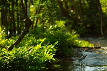 Tropical fern under sunlight