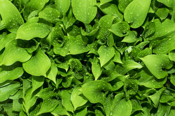 Leaves with drops of water