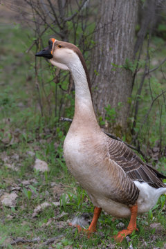 Long necked Chinese geese in their habitat of ponds and meadows on a hobby farm in Ontario, Canada.