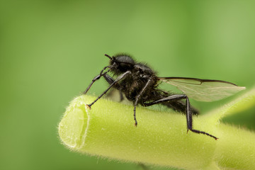 Black wasp in nature