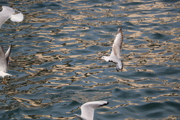 Martı / Seagull series