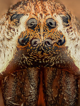 Extreme magnification - Spider eyes, front view, arrangement