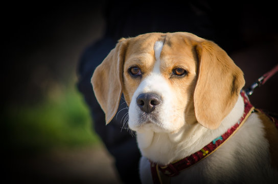 Portrait of young puppy beagle